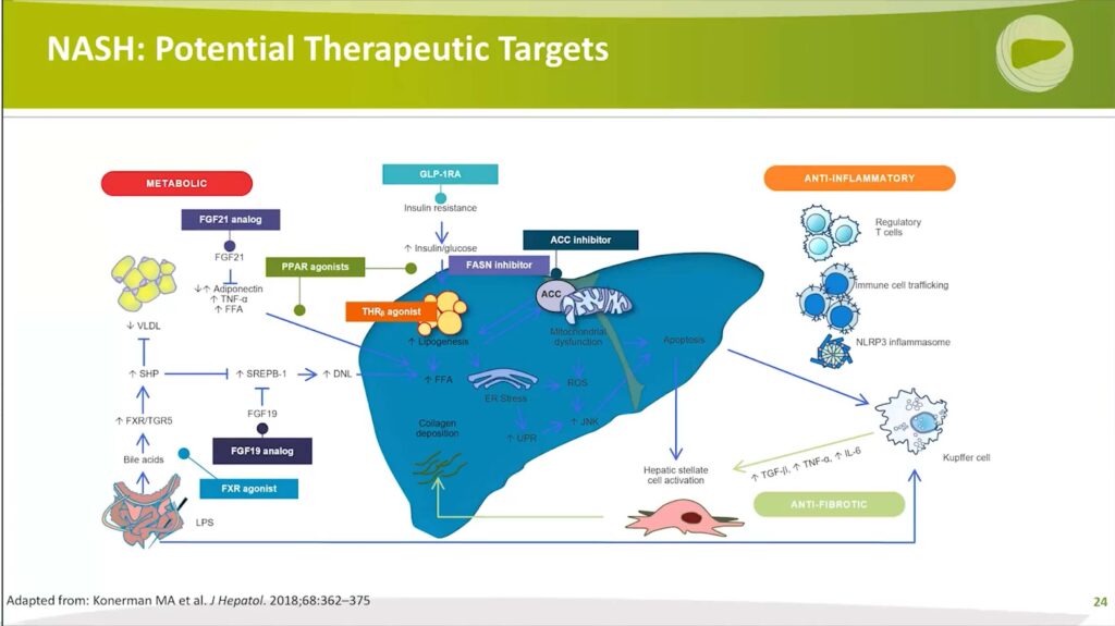 NASH: Potential Therapeutic Targets