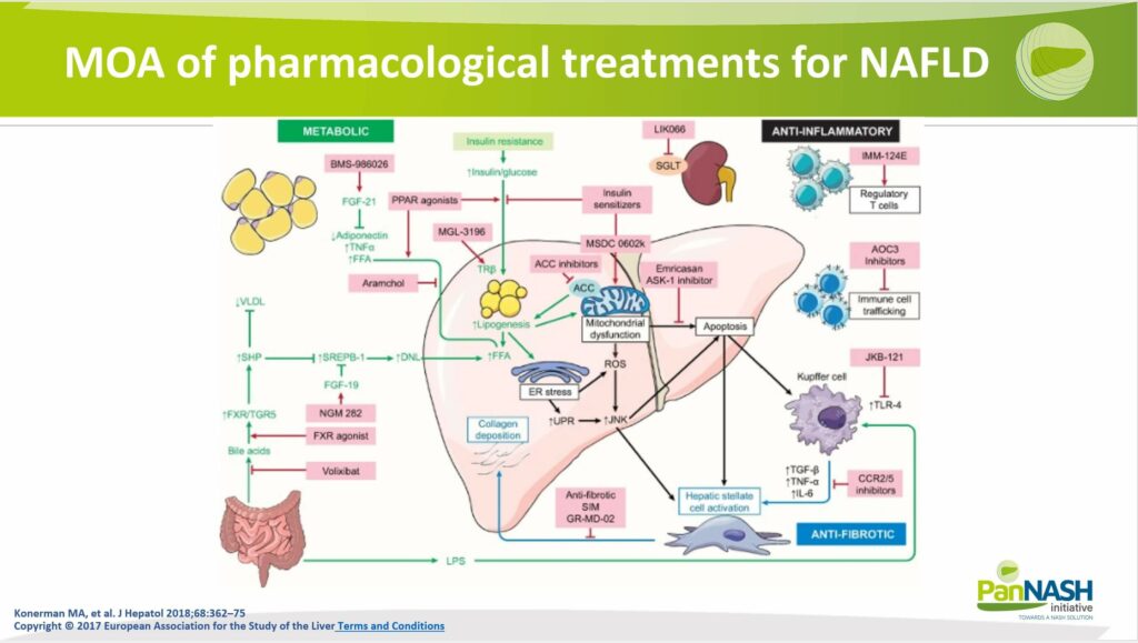 Future Directions in NAFLD Pharmacotherapy Mechanism of Action